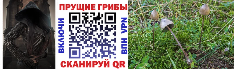 где купить наркотик Шали Галлюциногенные грибы Psilocybine cubensis